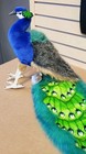 Hansa Peacock Plush Handcrafted Realistic Detailed Stuffed Bird Animal Toy New
