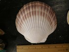 4 Large 6   Very Colorful Pink Scallop Seashells Plates       lot  3 