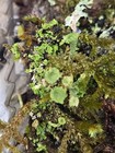 Live Lichen moss Assortment For Terrarium Fairy Garden Decor    free Shipping   