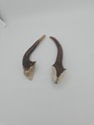 Deer Antler Dog Chews 2 Ct- All Natural  Grade A  Premium Antler Dog Treats