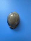 63 6mm   Cypraea Arabica  f      Gibba