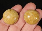 Two  Small Polished 150 Million Year Old  Sand Dollar Fossil Madagascar 23 3gr