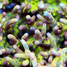 Wysiwyg Tia Graftstorm Lokani Frag - Sps Coral - Live Coral