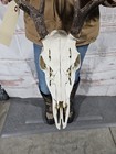 Wild 9 Point Whitetail Deer Antler Rack Horn Skull European Mount Man Cave 121 