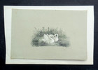 Antique C19th Victorian Miniature Painting 2 Swans Signed J f  Hoper May 6 1852