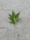 Leaf