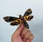 2 Death Head Moth Skull Acherontia Insect Oddities Beetles Butterly Taxidermy