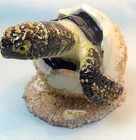 Baby Green Sea Turtle Coming Out Of The Shell  Tropical Sealife