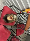 Javelina  wild Boar  Shoulder Mount