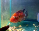Super Red Texas Cichlid  7 Inches   
