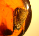 Beautiful Bivalve Seashell With Insects In Burmese Amber Fossil Dinosaur Age