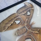 Attacus Atlas Moth 7  Taxidermy Framed Brown Real Xl Insect Oddity Specimen