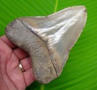 4 75      Megalodon Shark Tooth Real Fossil Sharks Teeth -  No Restoration