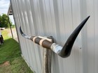 Mounted Steer Horns  4 Feet 4 Inch Longhorn Polished Mount Bull Cow