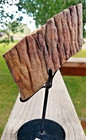 Stegosaurus Spine Plate Section Fossil Spec Morrison Jurassic Formation Display
