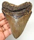 Megalodon Shark Tooth - 3 96    - Shark Teeth Authentic Fossil - No Restorations