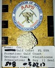 Pliocene Coral-encusted Snail Shell Fossil - Great Micro-mount From Florida