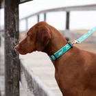 Up Country Dog Collar  Dolphin  Adjustable  Made In Usa  Xs S M L Xl Xxl
