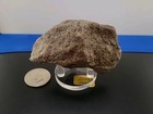 Suspected Terror Bird Permineralized Fossil 