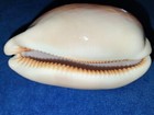 Golden Cowrie Seadhell 88 Mm