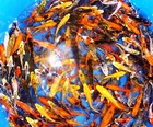 75-lot Assorted 2   -4    Live Koi Standard Fin Fish Mixed Lot Pkf