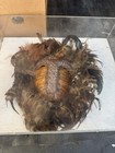 Torres Strait Snapping Turtle Sea Snails And Feathers Funerary Mask 19th Century