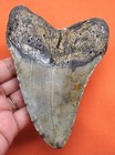 Megalodon Shark Tooth - Real Fossil Shark Teeth - 5     No Restorations