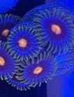 5 Pack Designer Zoanthids 1 Inch Frags