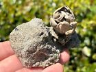 Superb Florida Fossil Crab In Matrix Ranilia Muriceta Pliocene Crustacean Rare