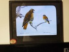 Western Red-tailed   Desert Sparrow Hawk Horsfall 1921 Magic Lantern Glass Slide