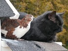 12 Select Mix Color Super Jumbo Coturnix Quail Hatching Eggs