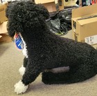 Melissa   Doug Portuguese Water Dog Plush Large Realistic Stuffed Animal Toy