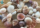 1 2 Lb   Of Small Medium To Medium Sea Shells - Craft Or Decor