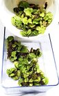 Floating Freshwater Plant - Pond Aquarium Salvinia Minima   Free Java Moss   1