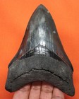 Stunning Megalodon Shark Tooth - Real Fossil 4 58    Shark Teeth - No Restorations