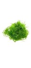 Java Moss Guy 4oz Portion  Snail Free Fresh Water Aquarium Plant Free Shipping 