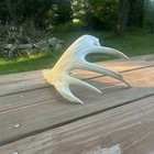 Massive Set Of Whitetail Sheds   Very Unique  Pretty Great Condition antlers
