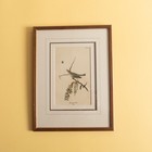 Set Of 2 Framed Vintage Bird Prints Red-eyed Vireo   Grackle 11x14 Lithographs