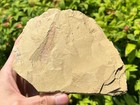 Rare Guangweicaris Arthropod Fossil Fuxianhuiid China Cambrian Guanshan Biota