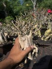 Adenium Obesum Desert Rose Bonsai Thick Caudex Rare Root Form Flowering