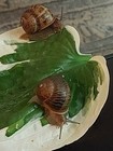 2 Large Land Garden Snails - Live Helix Aspersa Pet  cornu Aspersum  