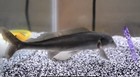  rare  Freshwater Dolphin  mormyrus Longirostris  2- 3      we Ship On Mondays  