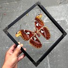 Real Framed Moth Butterfly Dead Insect Dried Bug Lover Glass Frame Shadow Box Ta