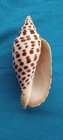 Scaphella Junonia Seashell From Florida - 125 2 Mm  A 4 93 Inch Giant  