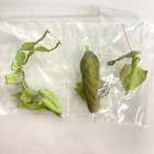 Bandai Gashapon Mini Collection Figure Insect 02 Ghost Mantis Green Japan