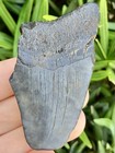 Natural Beautiful 2 60    Megalodon Tooth Fossil Shark Teeth