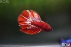 Live Betta Male Halfmoon Rgg   Bom-a561