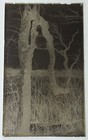 Antique Glass Plate Photo Negative - The Twisted Oak Tree