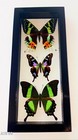 3 Real Butterflies Framed Special Collection Mounted Double Glass 4 5 x10 5