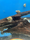10 Japanese Live Trapdoor Snails Algae Eaters For Koi Pond Garden Pkf
